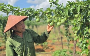 Kiên nhẫn với "đất khó" để trái chanh Việt đi xa hơn- Ảnh 5.