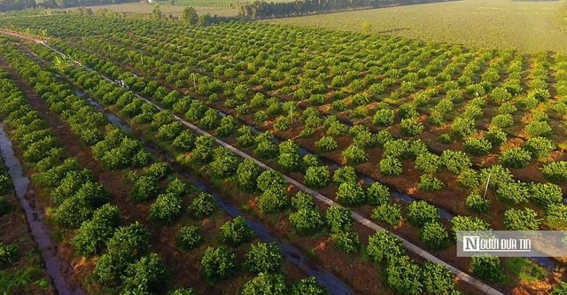Kiên nhẫn với "đất khó" để trái chanh Việt đi xa hơn- Ảnh 1.