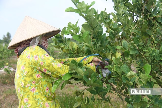 Kiên nhẫn với "đất khó" để trái chanh Việt đi xa hơn- Ảnh 3.