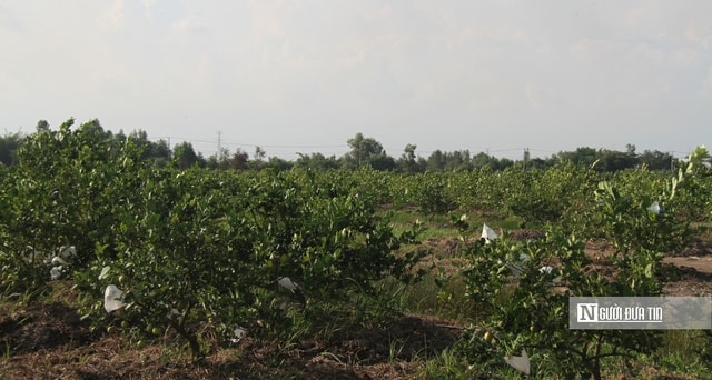 Kiên nhẫn với "đất khó" để trái chanh Việt đi xa hơn- Ảnh 4.