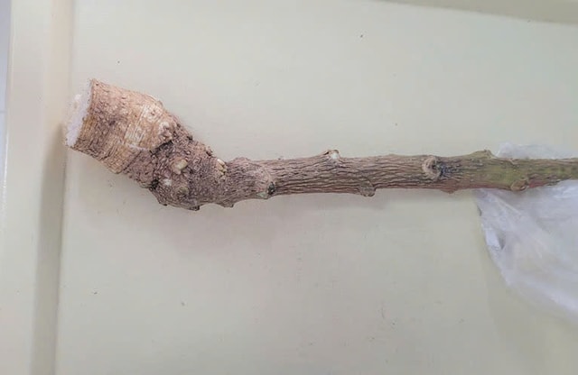 Nghe lời truyền miệng, người phụ nữ cắt loại cây "lạ" trong vườn ăn nào ngờ phải đi cấp cứu- Ảnh 1.