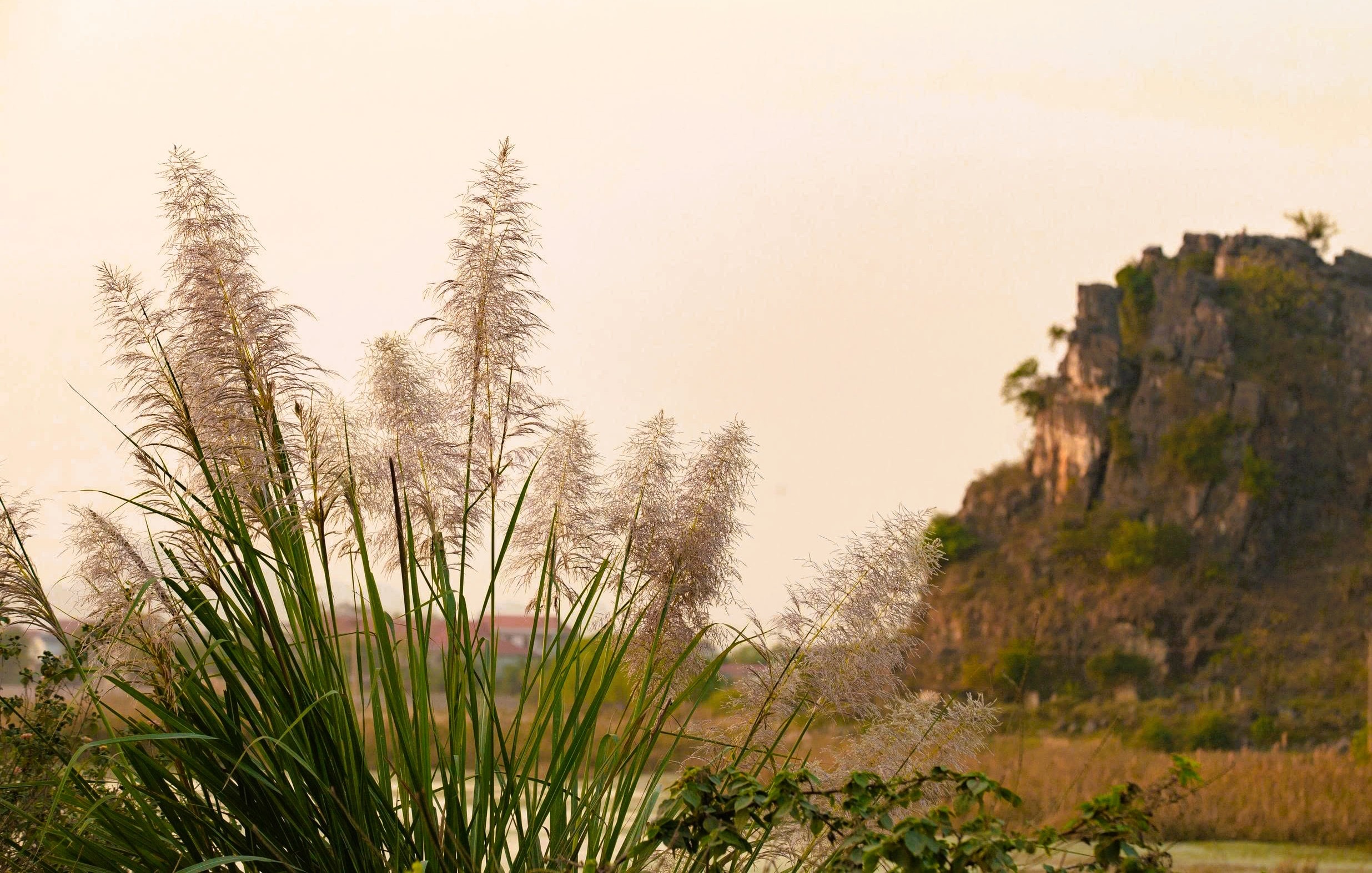 Tràng An say đắm lòng người mùa lau sậy trổ bông - Ảnh 5.