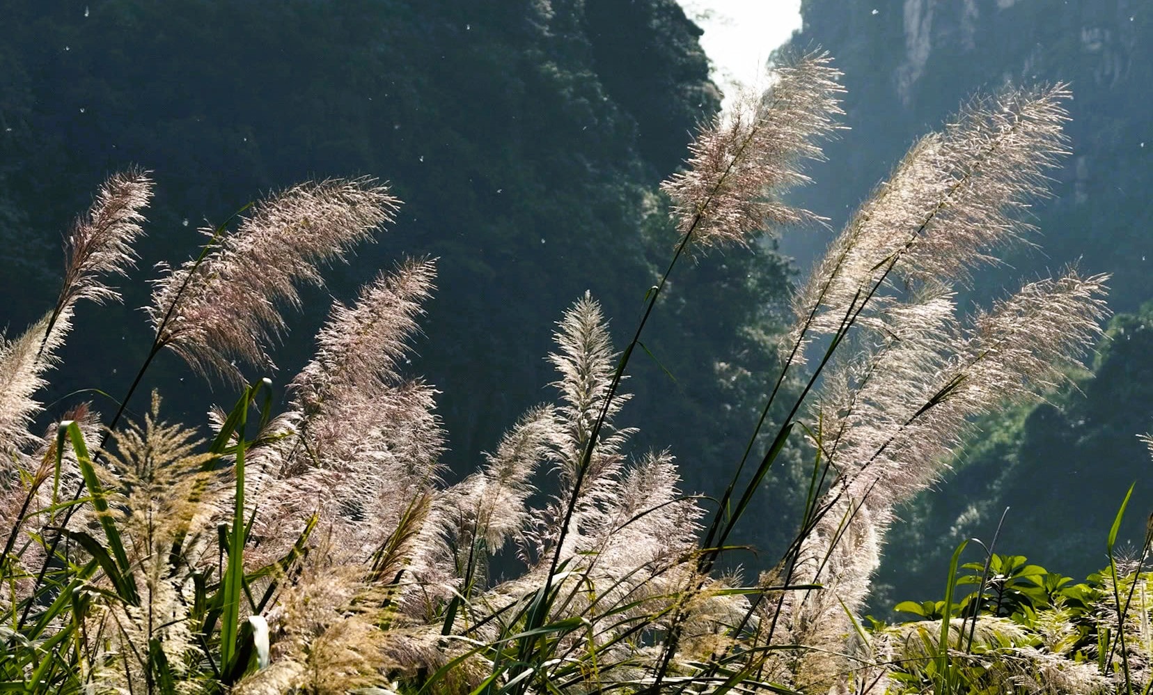 Tràng An say đắm lòng người mùa lau sậy trổ bông - Ảnh 4.