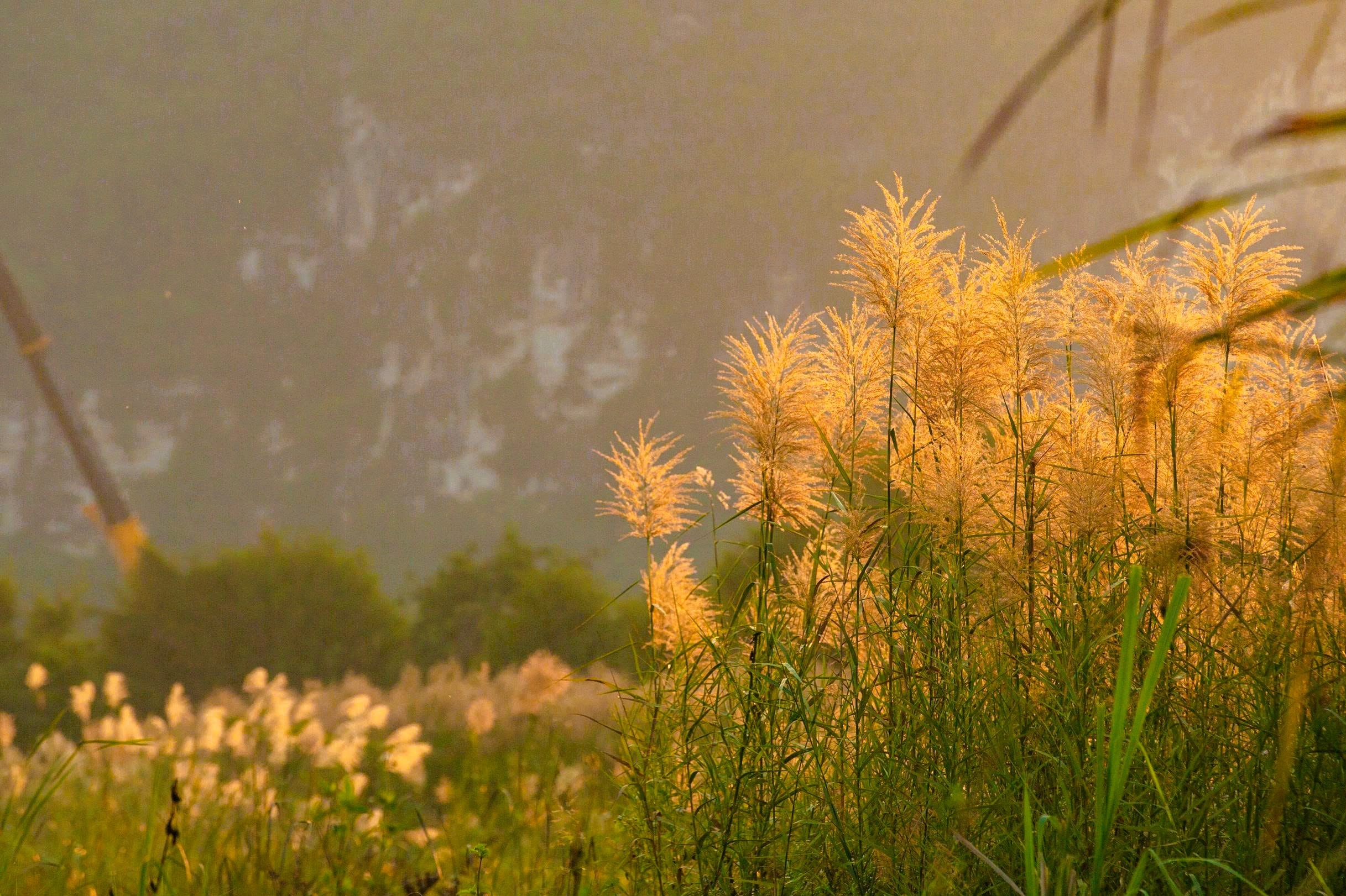 Tràng An say đắm lòng người mùa lau sậy trổ bông - Ảnh 13.
