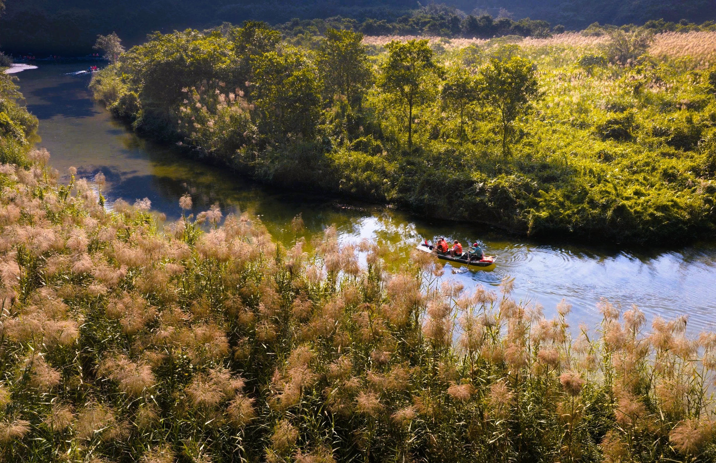 Tràng An say đắm lòng người mùa lau sậy trổ bông - Ảnh 1.