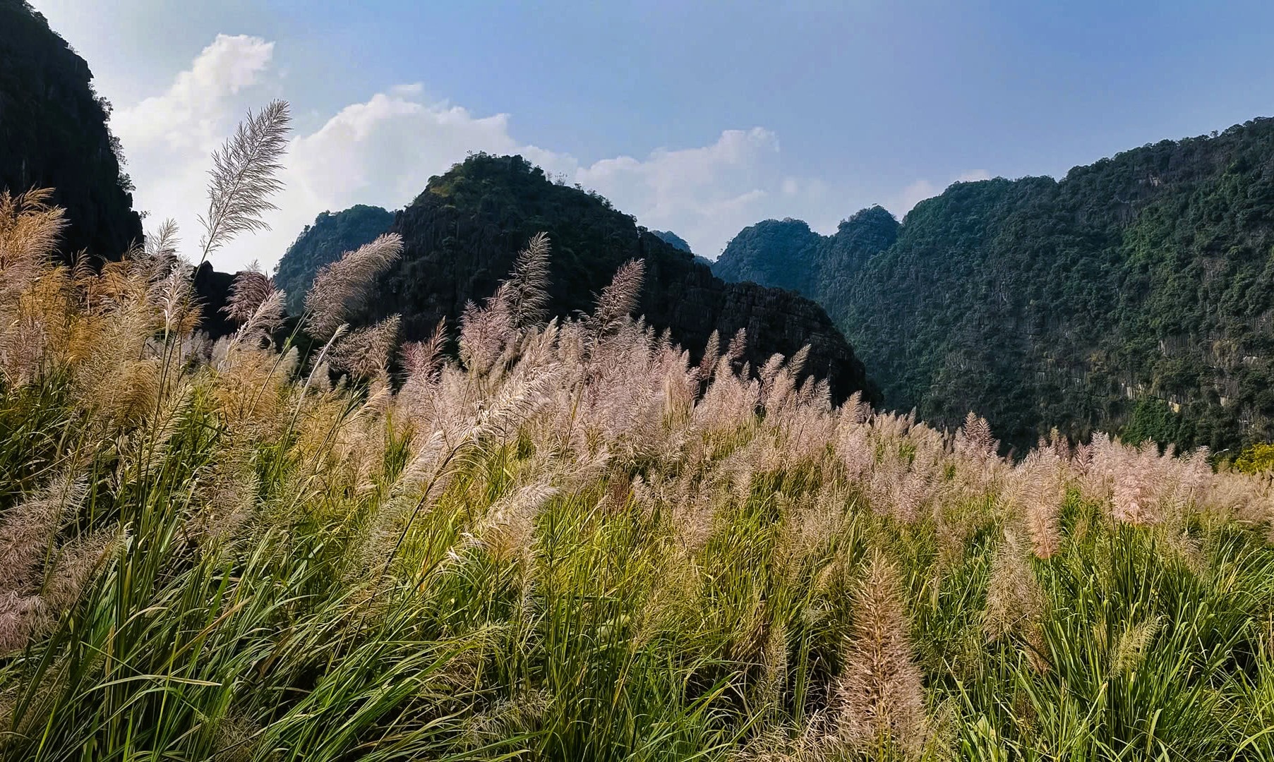 Tràng An say đắm lòng người mùa lau sậy trổ bông - Ảnh 3.