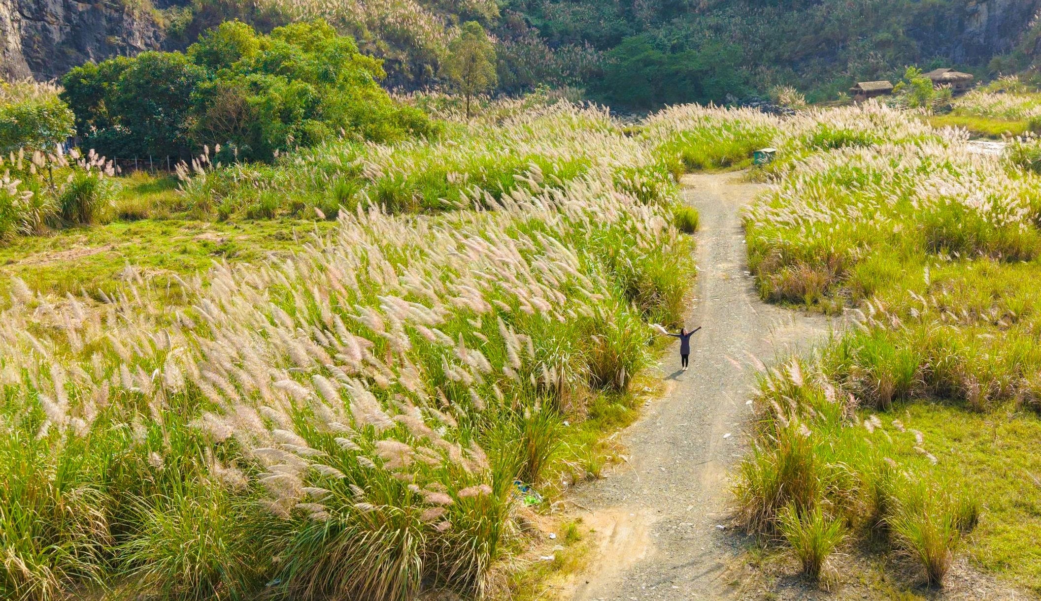 Tràng An say đắm lòng người mùa lau sậy trổ bông - Ảnh 2.