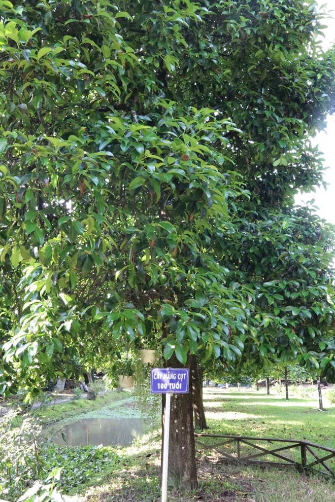 Cần Thơ: Khách Tây thích thú khi trải nghiệm tự tay vào bếp - Ảnh 7.