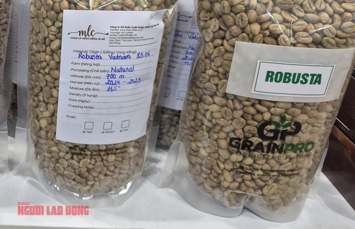 Giá cà phê hôm nay 3 - 1: Tăng nhẹ và triển vọng thị trường 2026 - Ảnh 2.