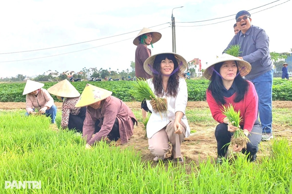 Du khách và người dân cùng xuống đồng cấy lúa ở Hội An - 2