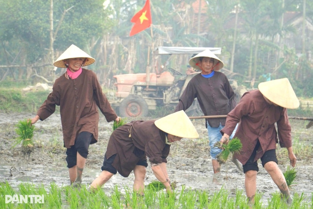 Du khách và người dân cùng xuống đồng cấy lúa ở Hội An - 3