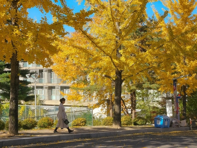 Khuôn viên Đại học Quốc gia Seoul, Hàn Quốc. Ảnh: Seoul National University Fanpage