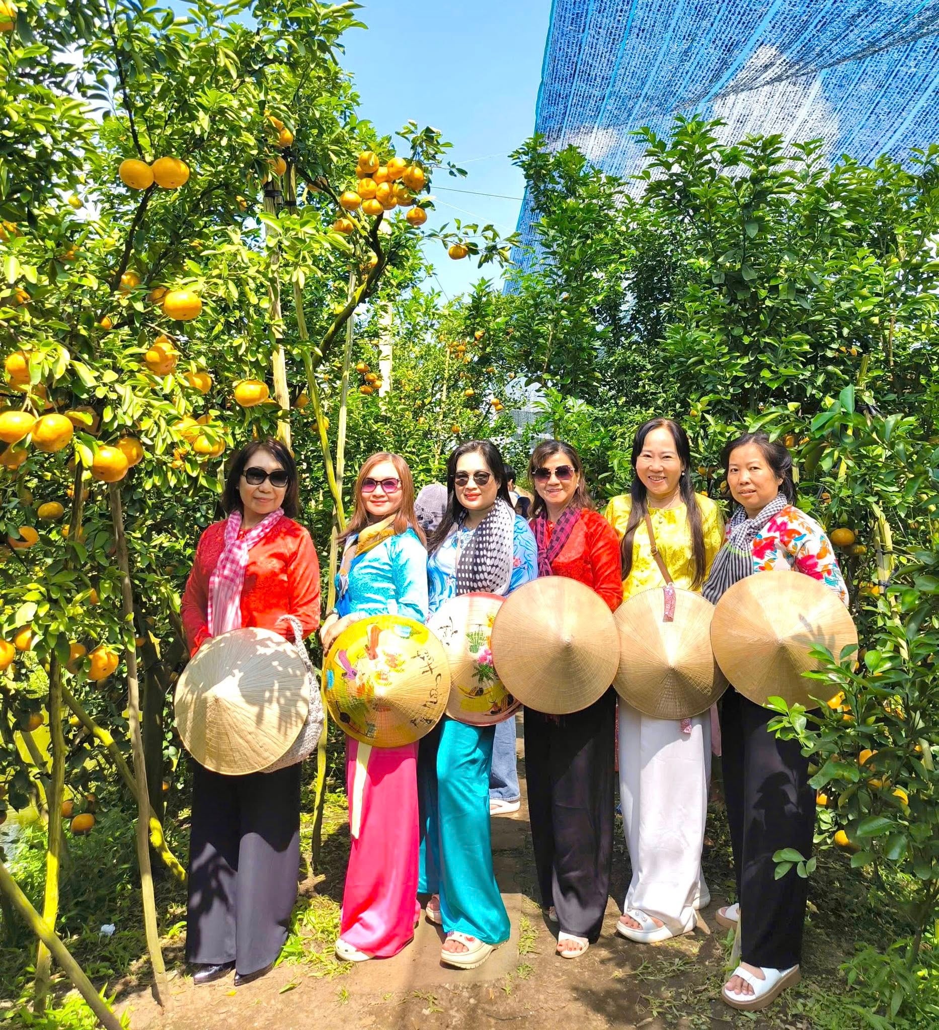 VIDEO: Du khách “ngất ngây” với những vườn quýt vàng rực ở Đồng Tháp - Ảnh 2.