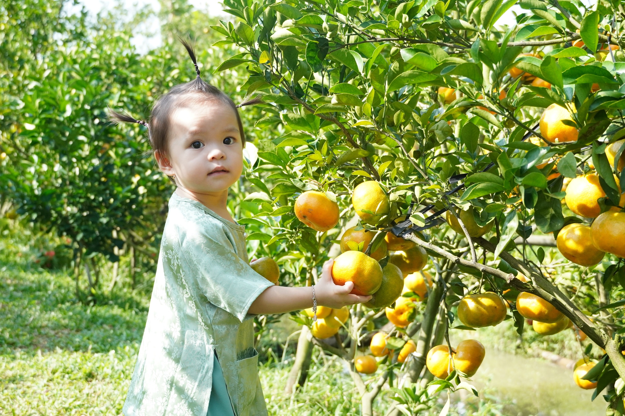 VIDEO: Du khách “ngất ngây” với những vườn quýt vàng rực ở Đồng Tháp - Ảnh 3.