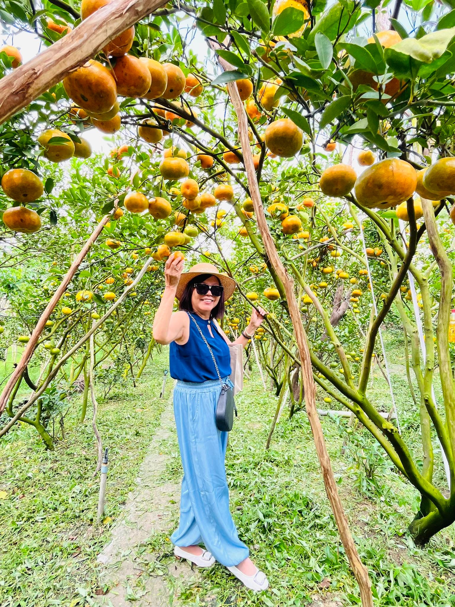 VIDEO: Du khách “ngất ngây” với những vườn quýt vàng rực ở Đồng Tháp - Ảnh 8.