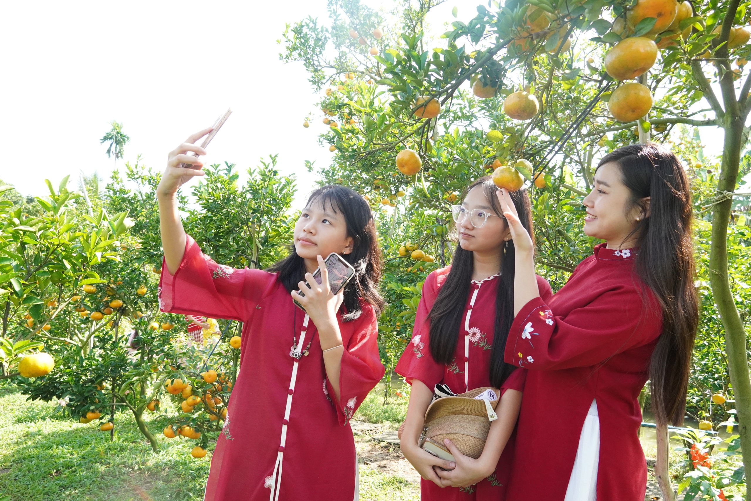 VIDEO: Du khách “ngất ngây” với những vườn quýt vàng rực ở Đồng Tháp - Ảnh 10.