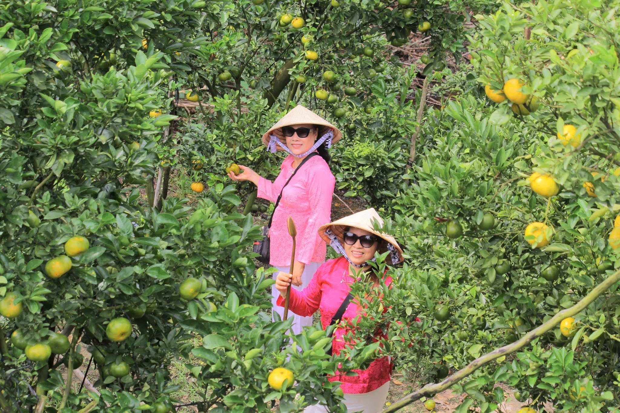 VIDEO: Du khách “ngất ngây” với những vườn quýt vàng rực ở Đồng Tháp - Ảnh 11.