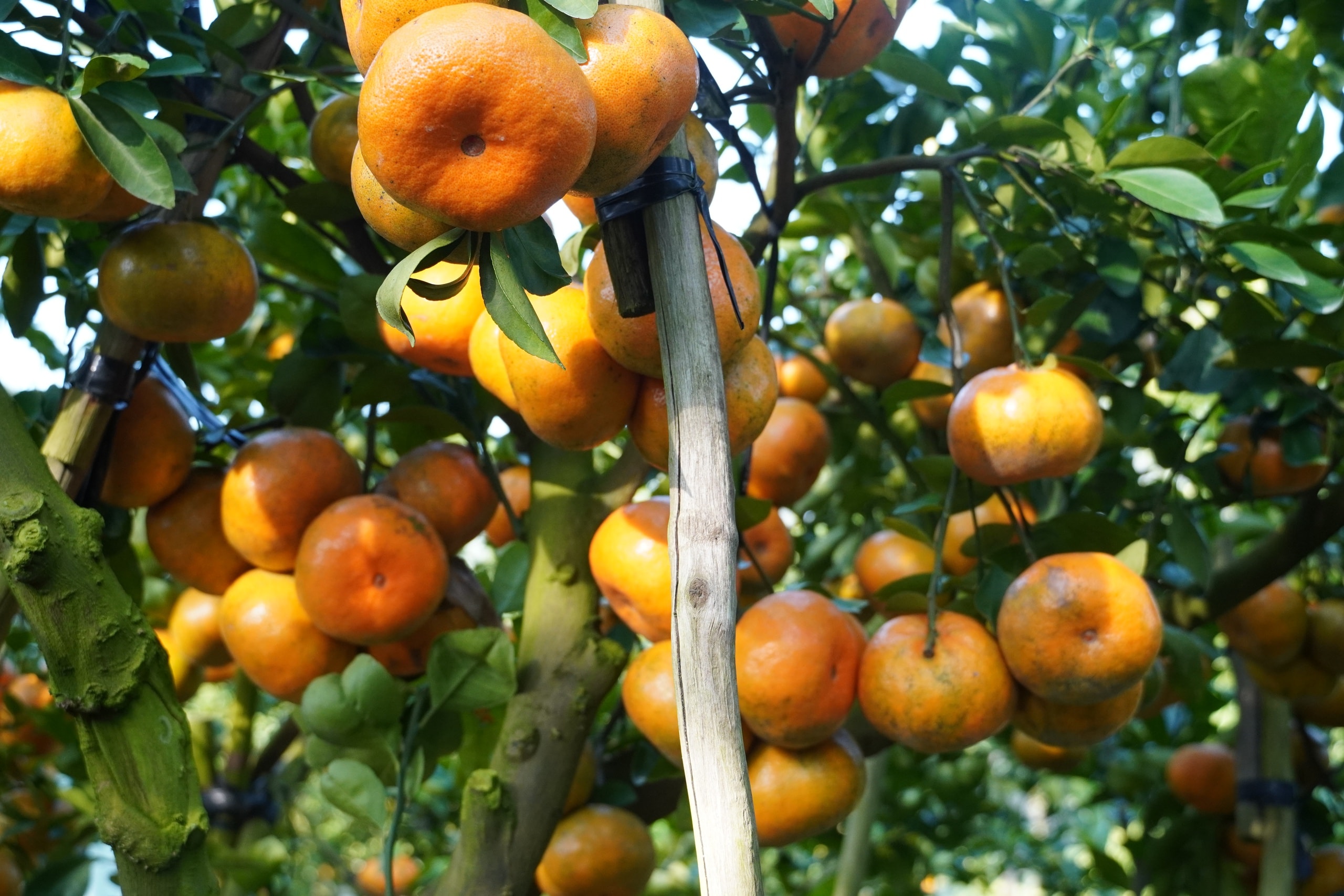 VIDEO: Du khách “ngất ngây” với những vườn quýt vàng rực ở Đồng Tháp - Ảnh 26.