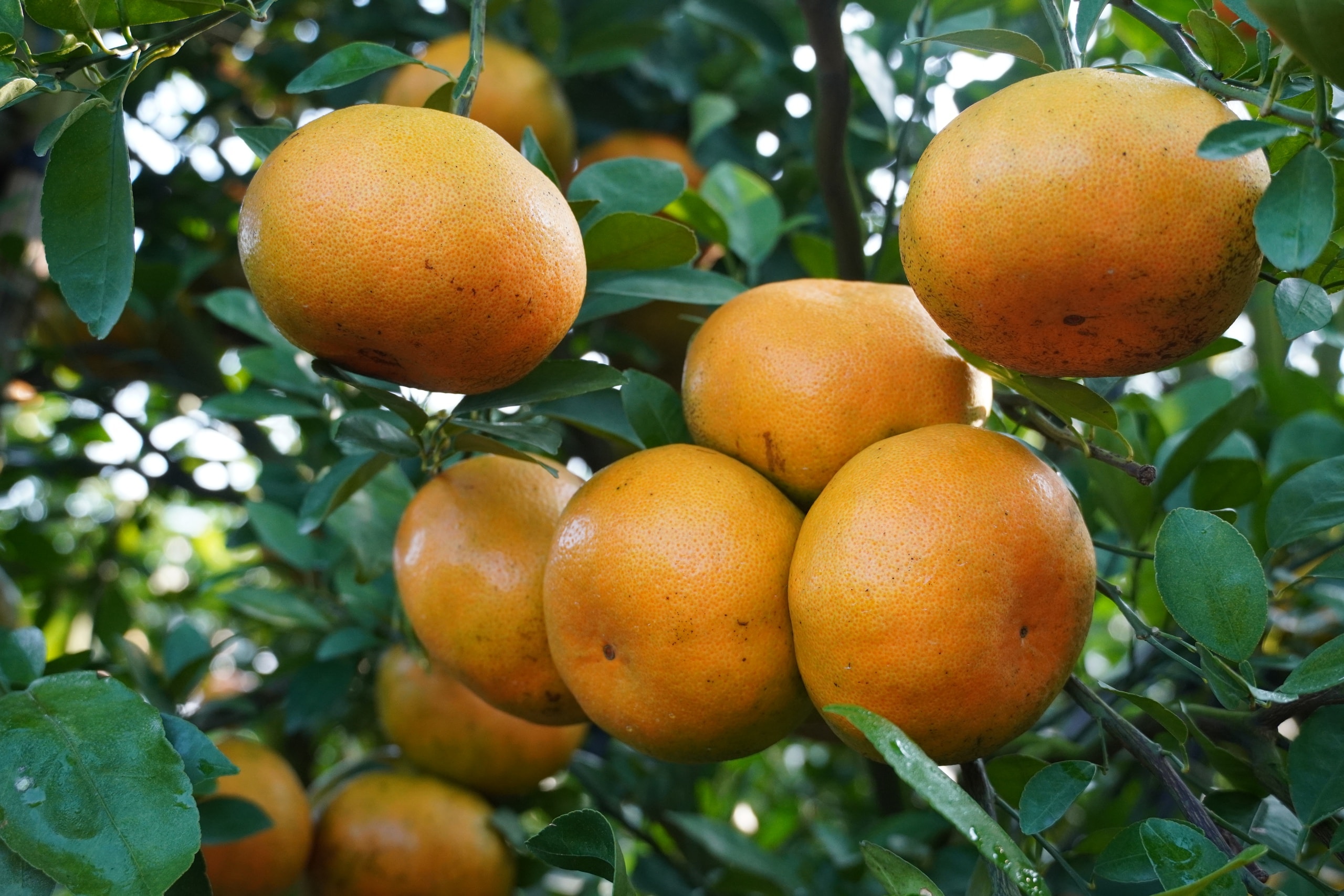 VIDEO: Du khách “ngất ngây” với những vườn quýt vàng rực ở Đồng Tháp - Ảnh 25.