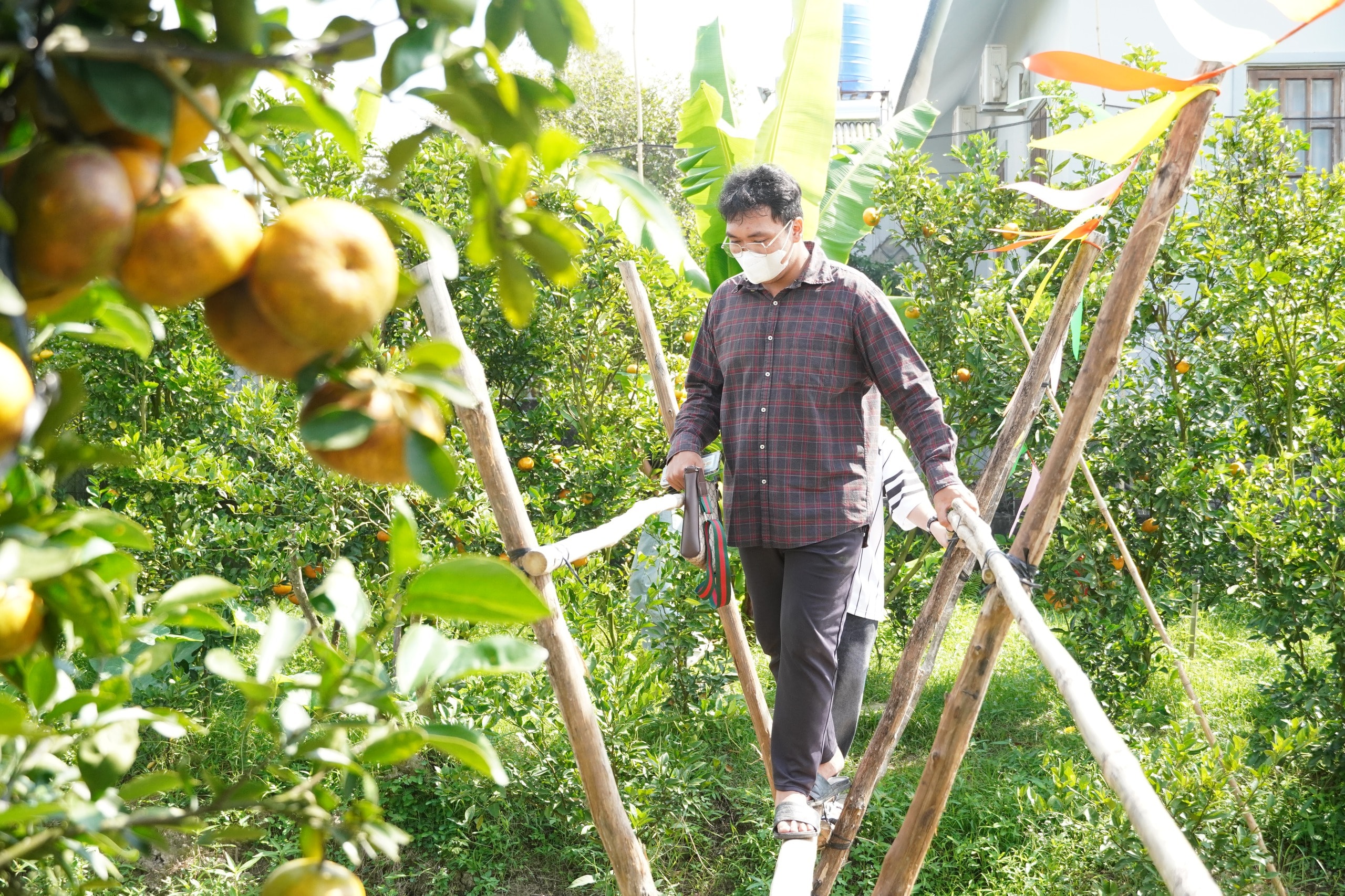 VIDEO: Du khách “ngất ngây” với những vườn quýt vàng rực ở Đồng Tháp - Ảnh 21.