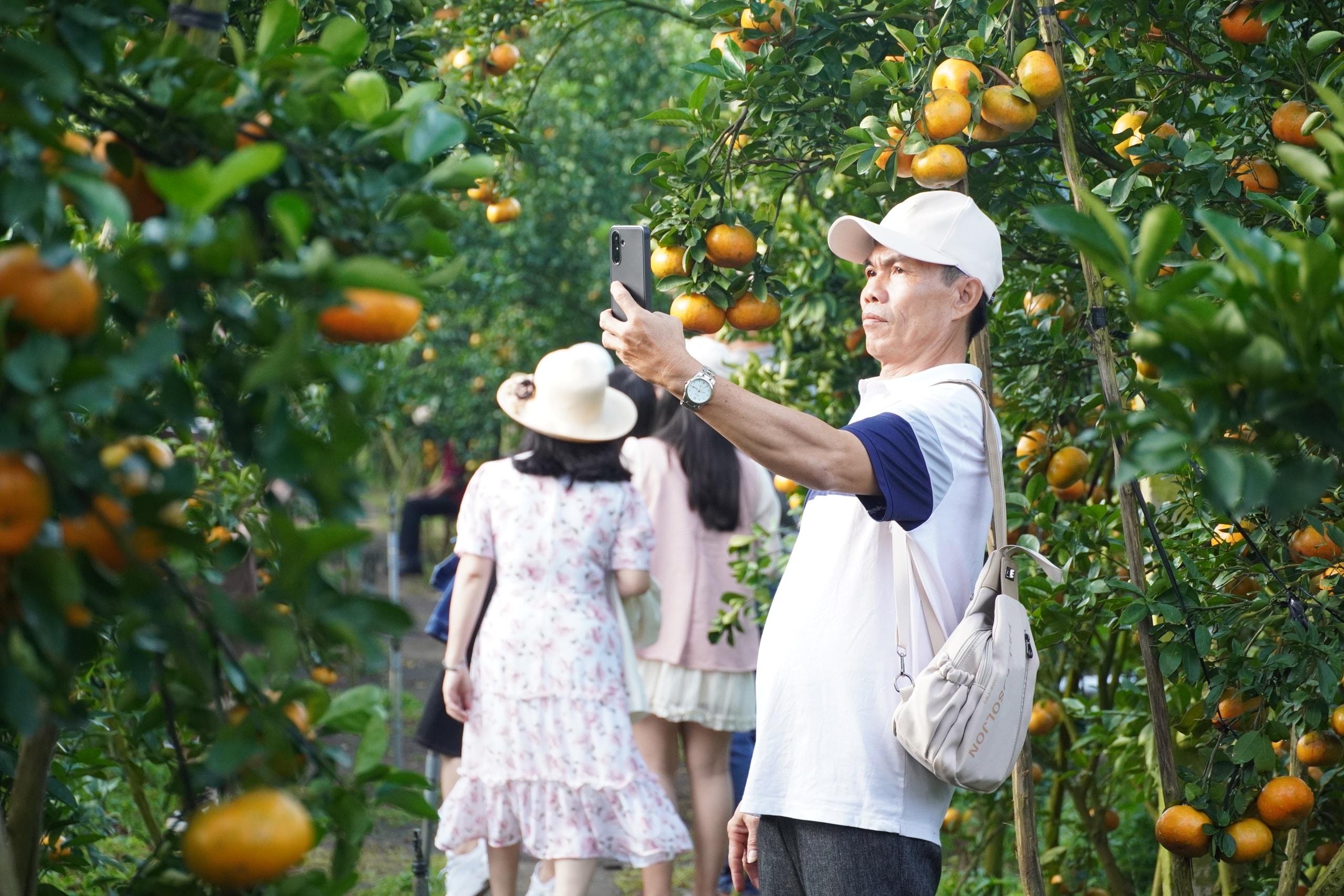 VIDEO: Du khách “ngất ngây” với những vườn quýt vàng rực ở Đồng Tháp - Ảnh 23.