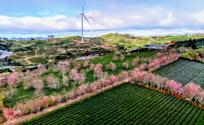 Những địa điểm để du khách tham gia lễ hội hoa Mai anh đào - Ảnh 3.