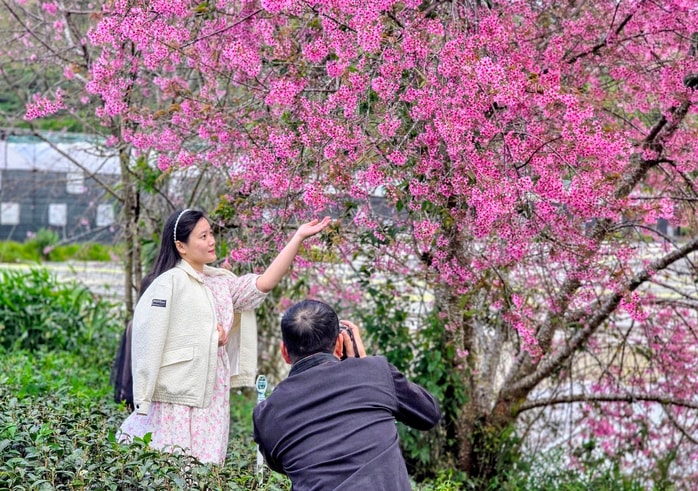 Những địa điểm để du khách tham gia lễ hội hoa Mai anh đào - Ảnh 1.