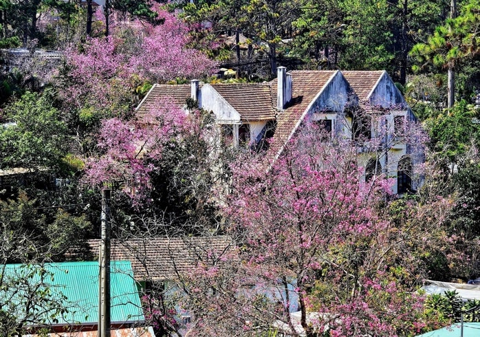 Những địa điểm để du khách tham gia lễ hội hoa Mai anh đào - Ảnh 2.