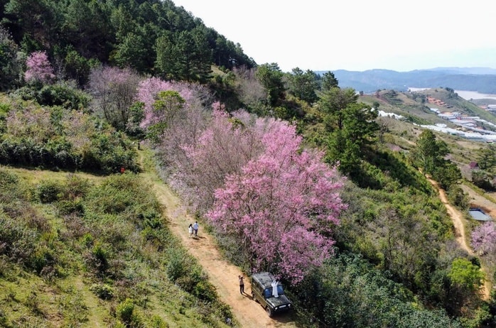 Những địa điểm để du khách tham gia lễ hội hoa Mai anh đào - Ảnh 4.