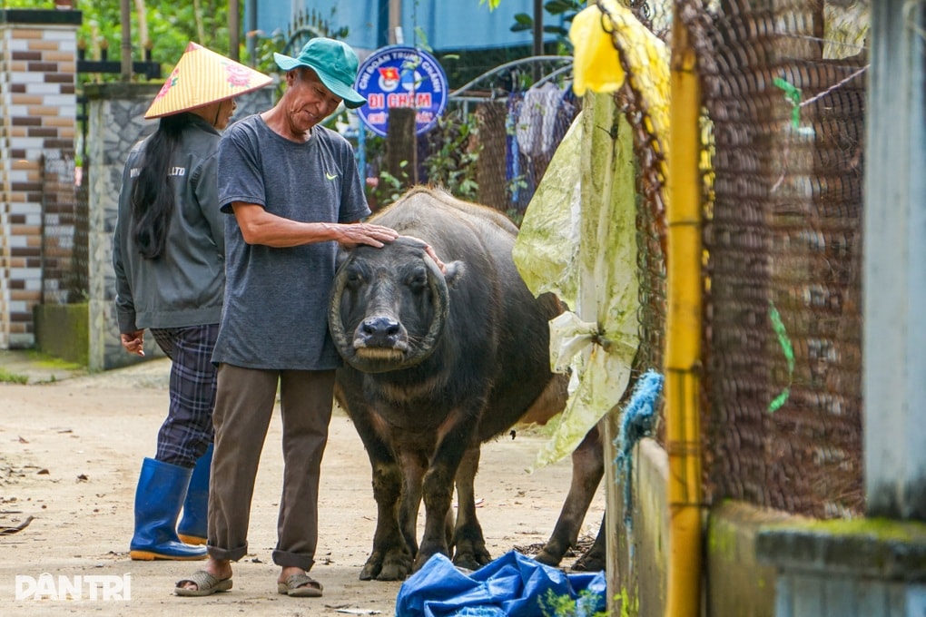 Con trâu có cặp sừng độc lạ ở Đà Nẵng giúp chủ xây nhà, tậu xe - 3