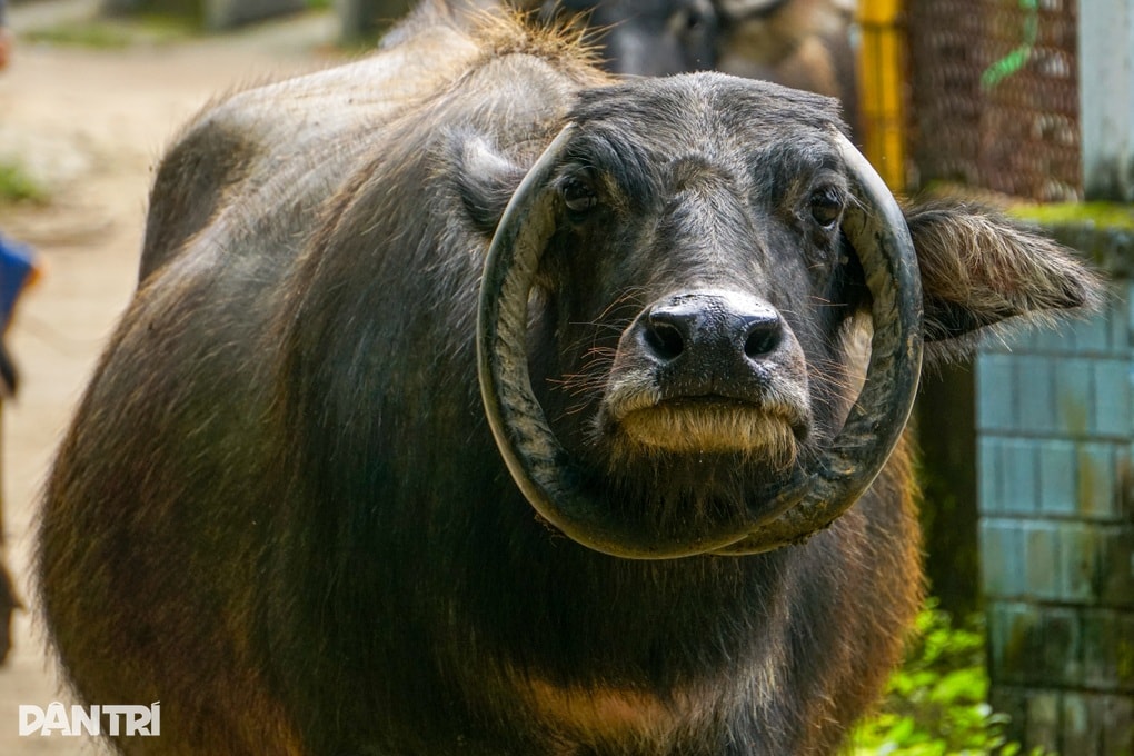 Con trâu có cặp sừng độc lạ ở Đà Nẵng giúp chủ xây nhà, tậu xe - 1