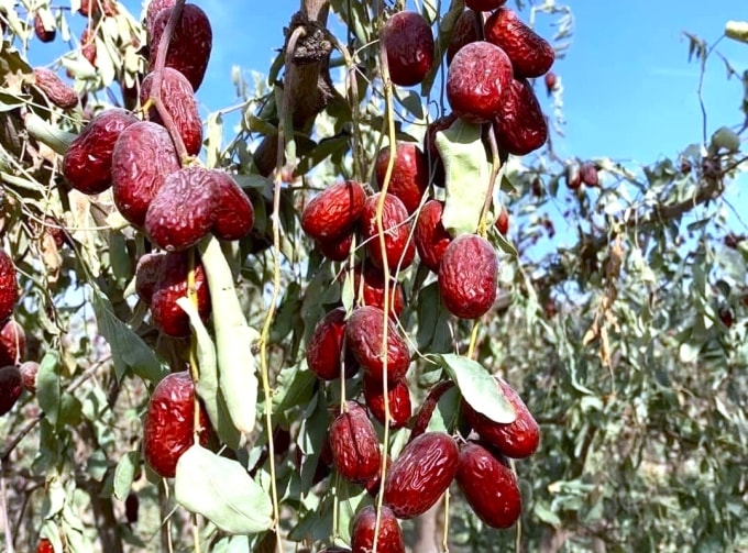 Táo đỏ dùng để chế biến món ăn, nước uống giúp chữa mất ngủ, mệt mỏi, suy nhược, song không giúp ngừa mắc bệnh cúm A. Ảnh: Linh An