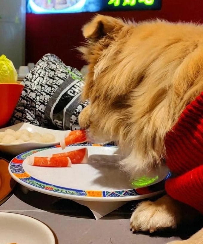 Chú chó cưng đang ăn thịt từ đĩa trong nhà hàng. Ảnh: Chinese Daily