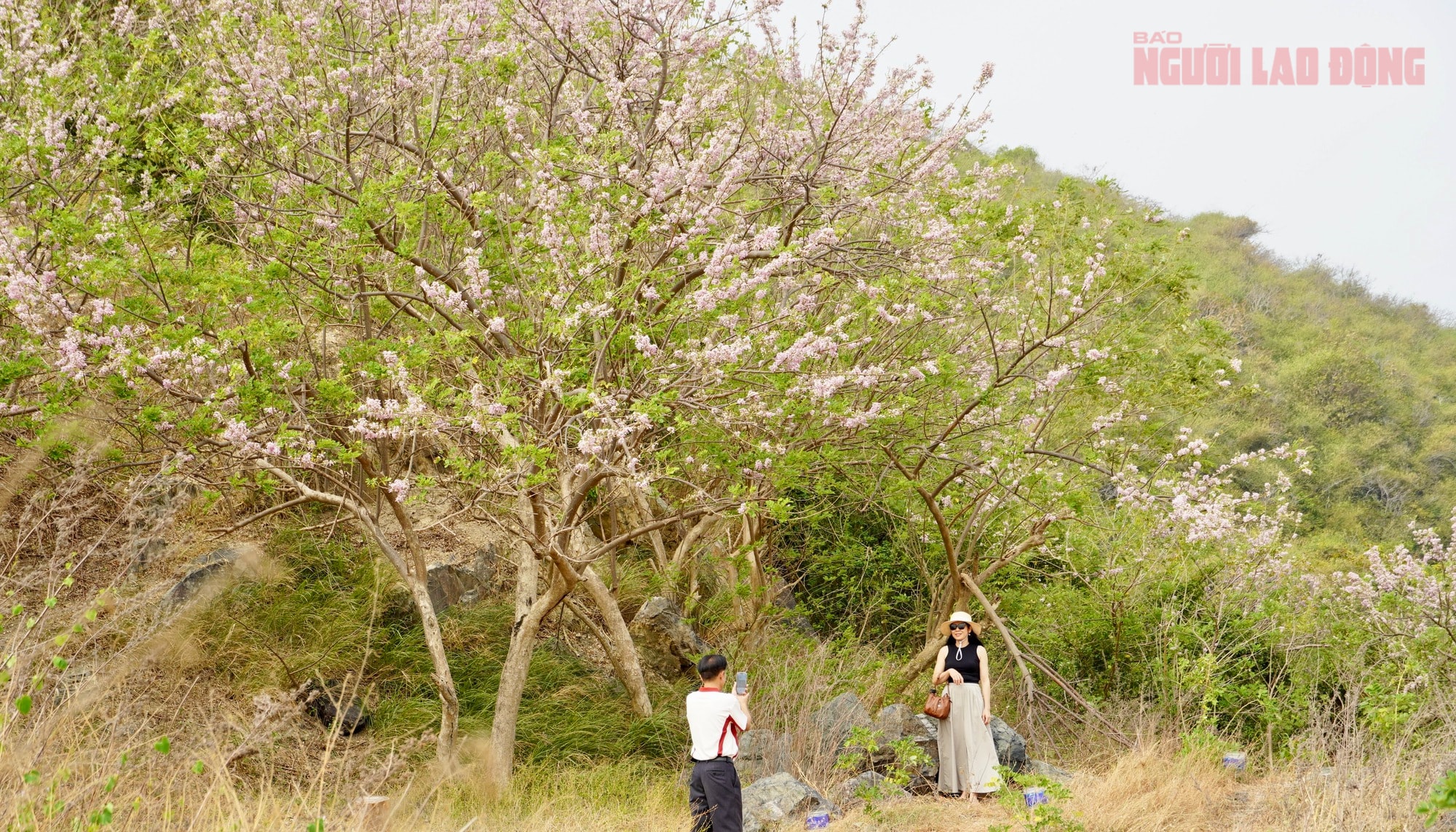 Hoa đỗ mai nở rộ, Vũng Tàu dịu dàng bước vào xuân - Ảnh 1.
