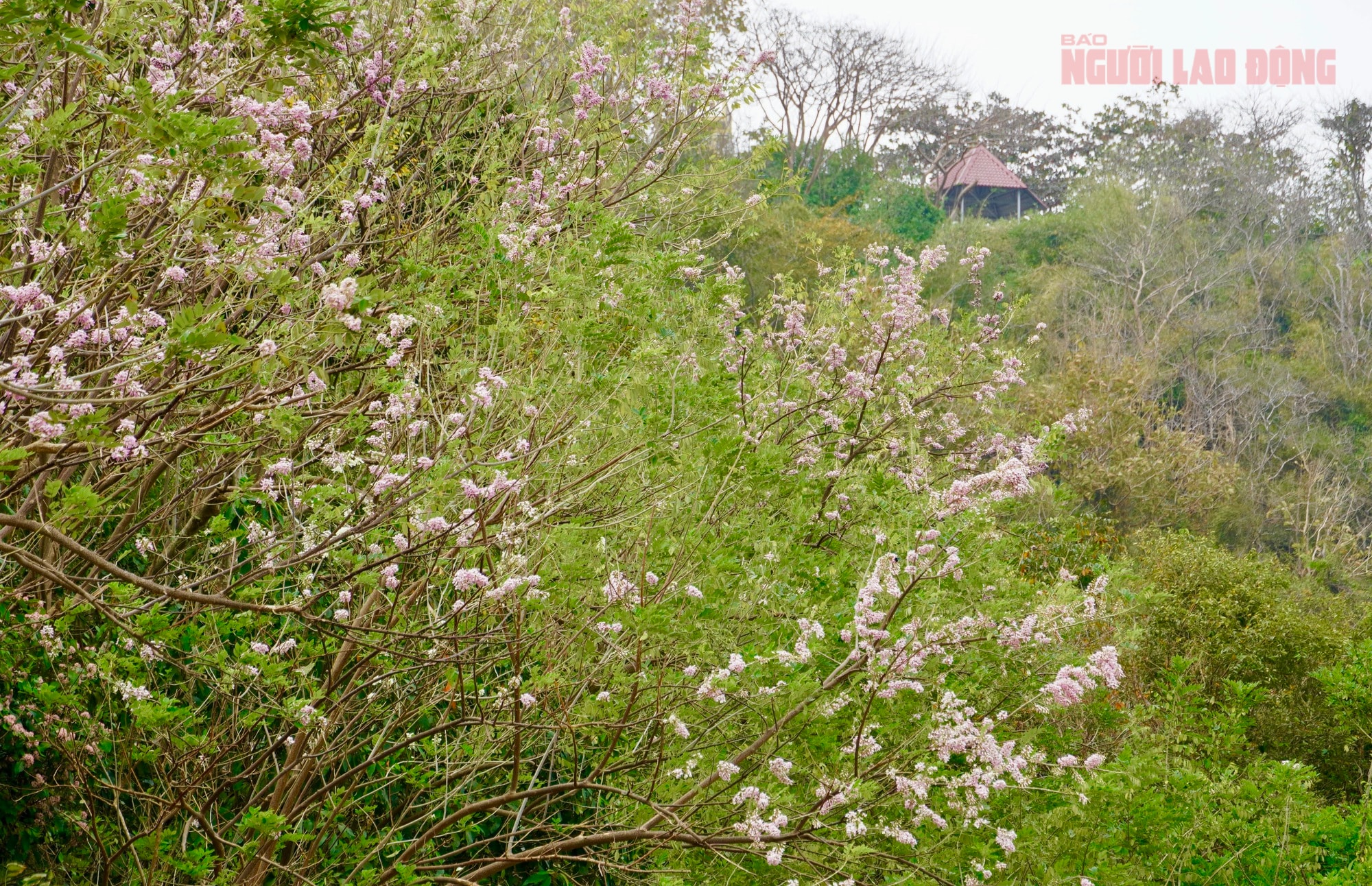 Hoa đỗ mai nở rộ, Vũng Tàu dịu dàng bước vào xuân - Ảnh 2.