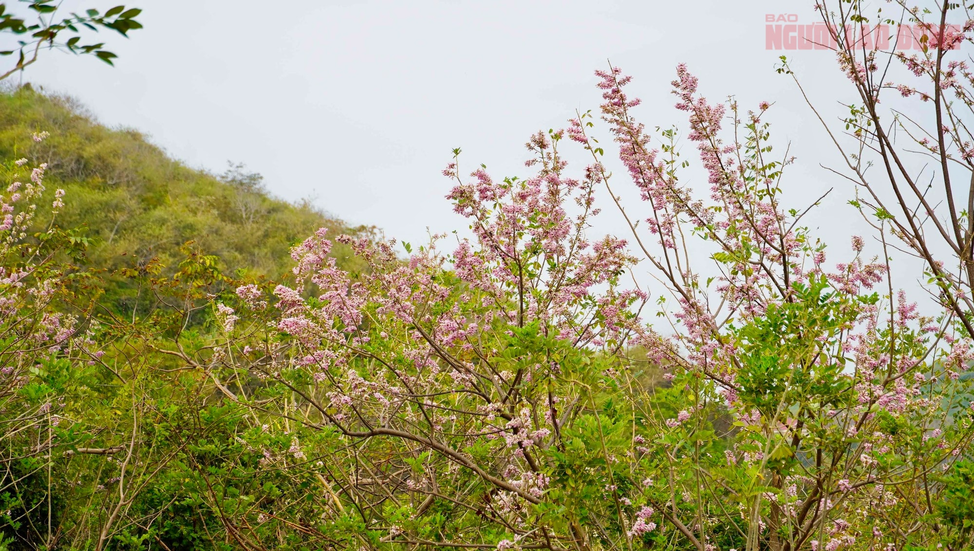 Hoa đỗ mai nở rộ, Vũng Tàu dịu dàng bước vào xuân - Ảnh 3.