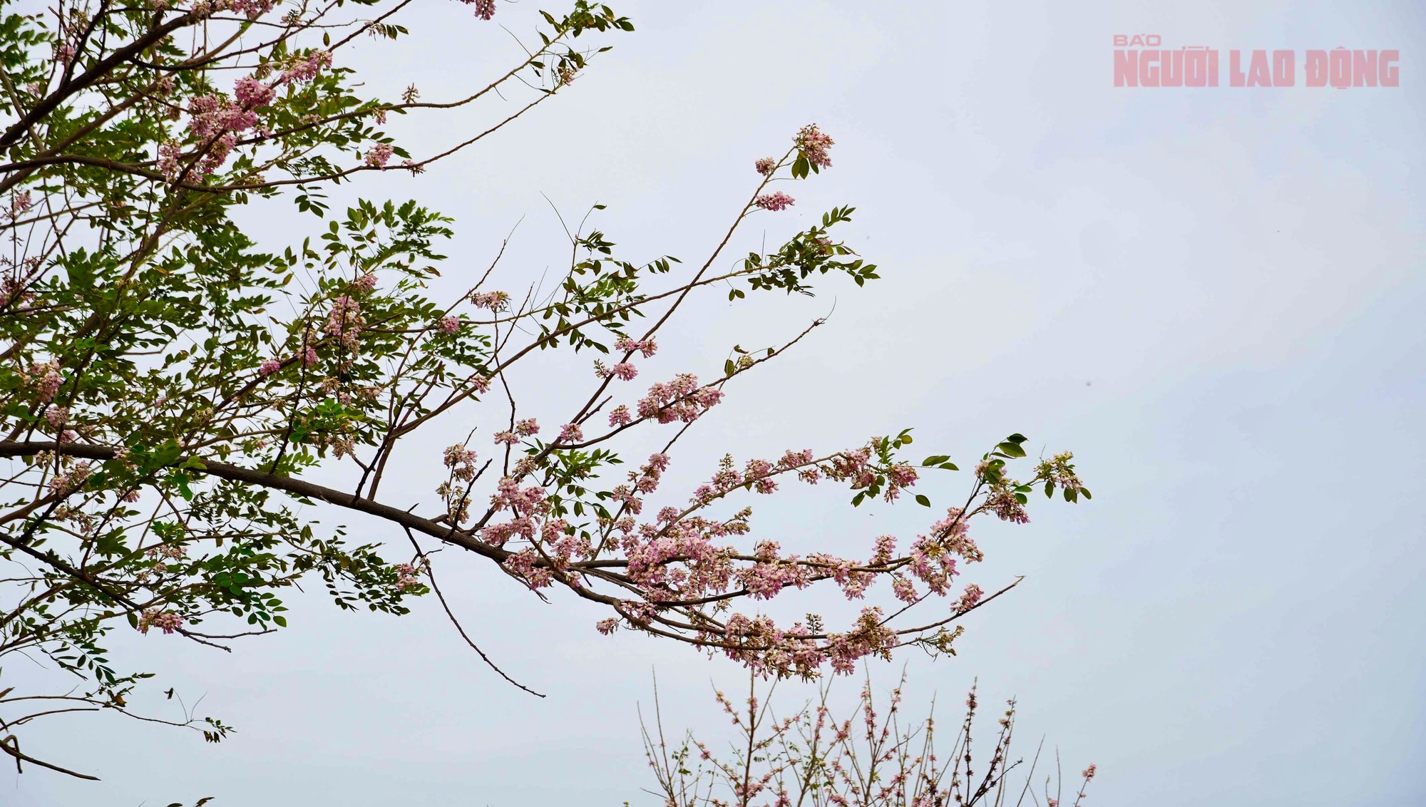 Hoa đỗ mai nở rộ, Vũng Tàu dịu dàng bước vào xuân - Ảnh 5.