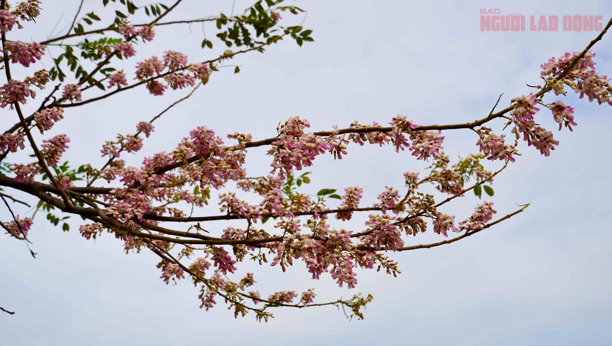 Hoa đỗ mai nở rộ, Vũng Tàu dịu dàng bước vào xuân - Ảnh 6.