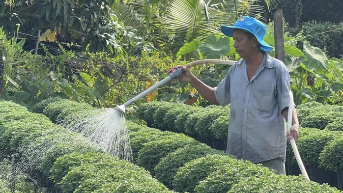 Làng hoa miền Tây hứa hẹn bội thu - Ảnh 1. Làng hoa miền Tây hứa hẹn bội thu - Ảnh 1.