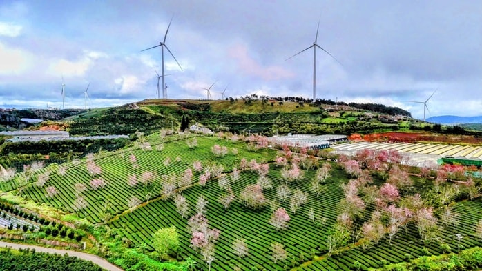 Du lịch Lâm Đồng thu 1.200 tỉ đồng dịp Tết Dương lịch 2026 - Ảnh 2.