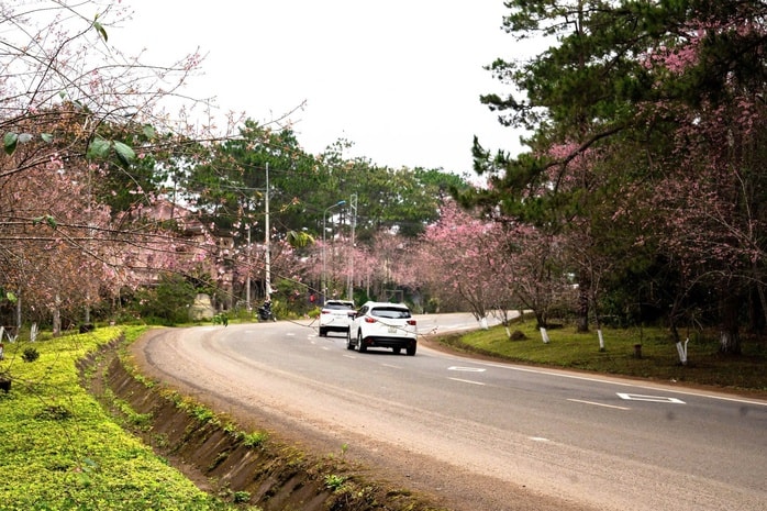 Những vườn mai anh đào giúp du lịch Quảng Ngãi bội thu - Ảnh 3.
