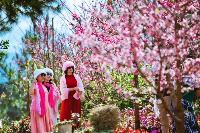 Những vườn mai anh đào giúp du lịch Quảng Ngãi bội thu - Ảnh 4.