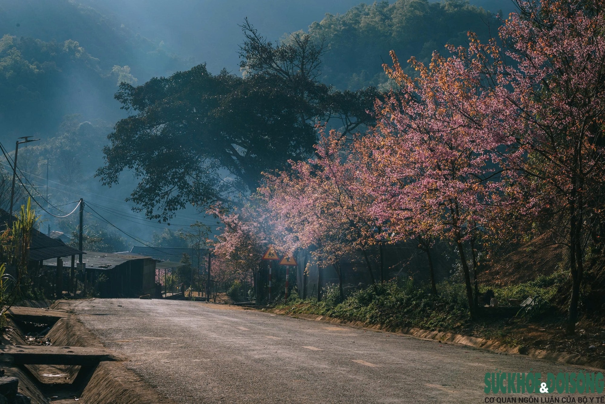 Hoa anh đào nhuộm hồng miền biên viễn xứ Nghệ- Ảnh 1.