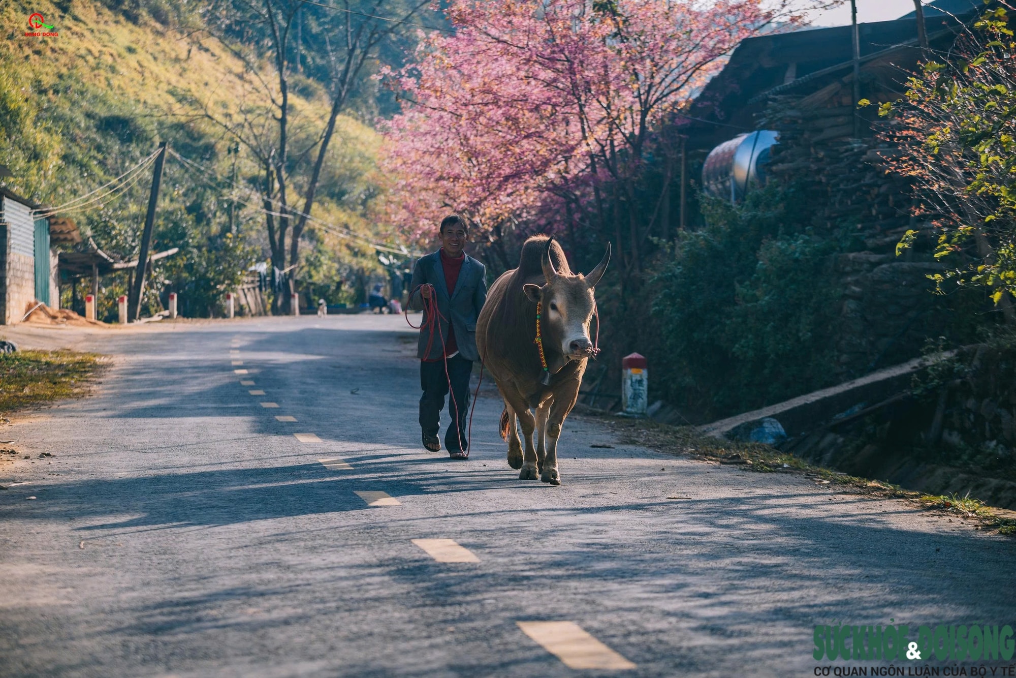 Hoa anh đào nhuộm hồng miền biên viễn xứ Nghệ- Ảnh 3.