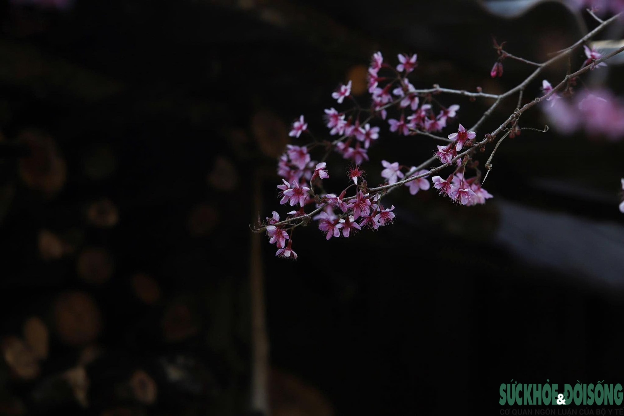 Hoa anh đào nhuộm hồng miền biên viễn xứ Nghệ- Ảnh 9.