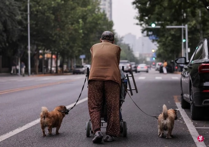 Một phụ nữ lớn tuổi đi bộ cùng hai chú chó trên đường phố Bắc Kinh, Trung Quốc. Ảnh: Reuters
