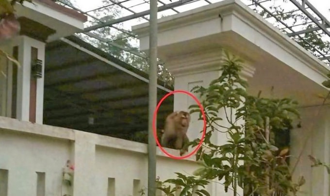Con khỉ xuất hiện trên tường rào nhà dân ở Hồi Xuân. Ảnh: Lam Sơn