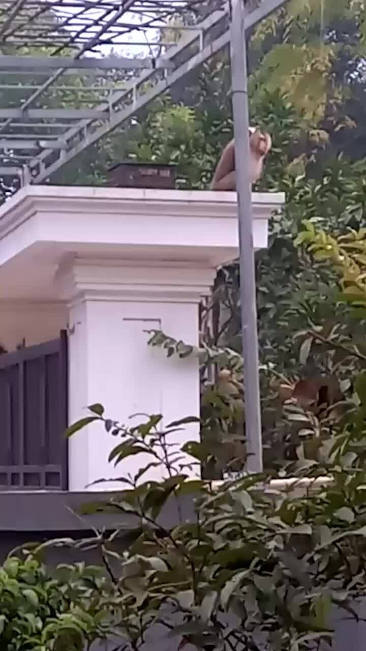 Khỉ đuôi lợn xuống làng, tấn công người dân bị thương