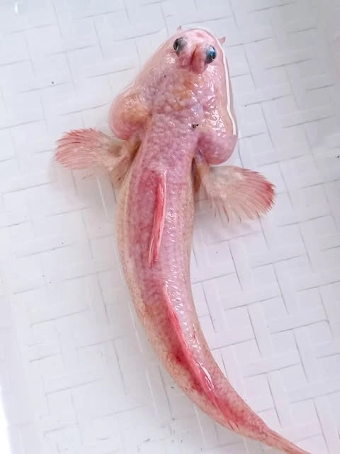 Loại cá thòi lòi màu hồng hiếm gặp được người dân Đất Mũi phát hiện - Ảnh 1.