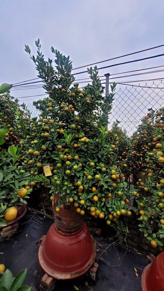 Khách đặt mua quất Tết ở Hà Nội tăng mạnh , thị trường sôi động trước Tết Nguyên đán - Ảnh 2.